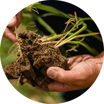 Soil